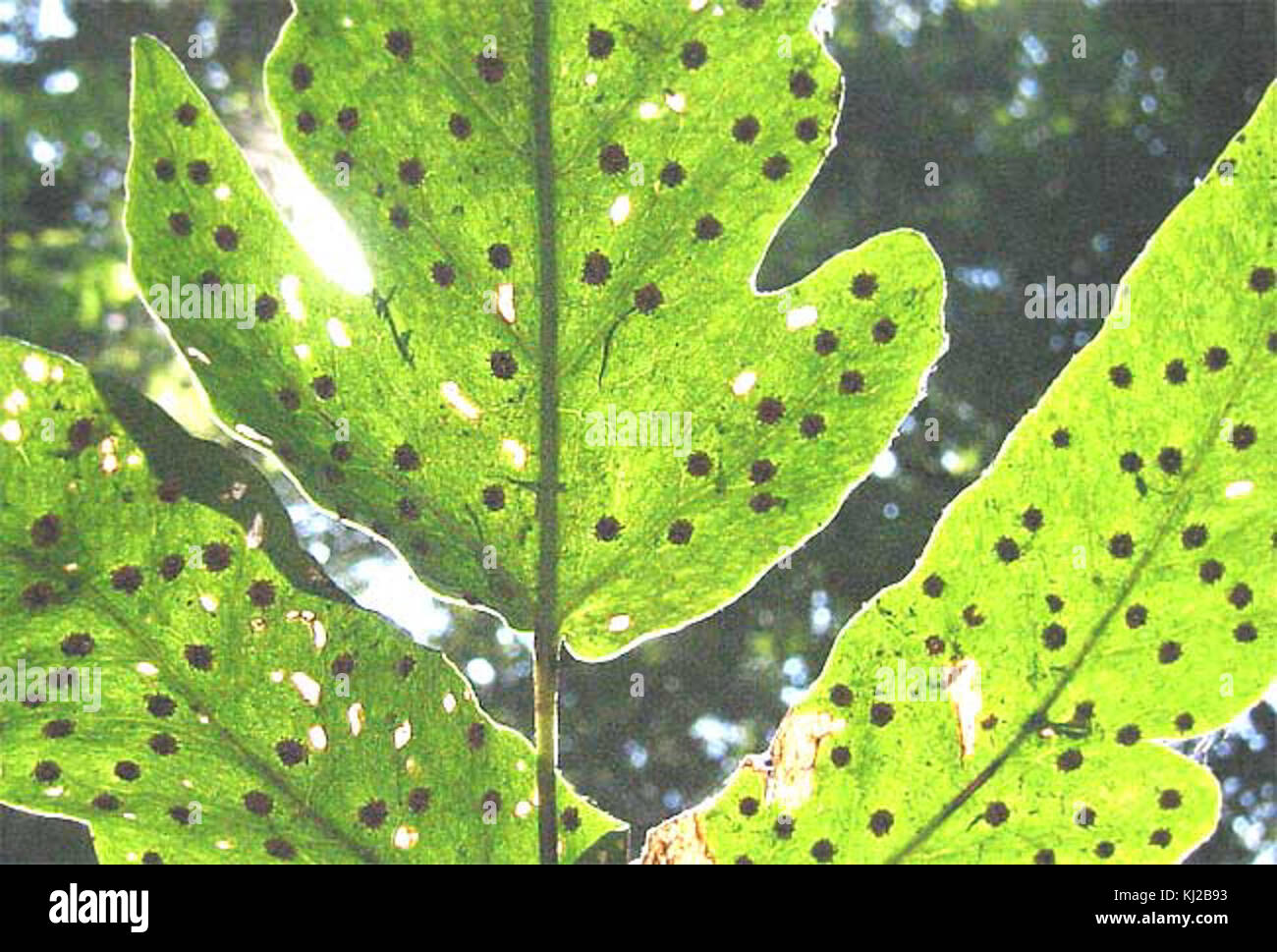 Sparse-sori Foto Stock