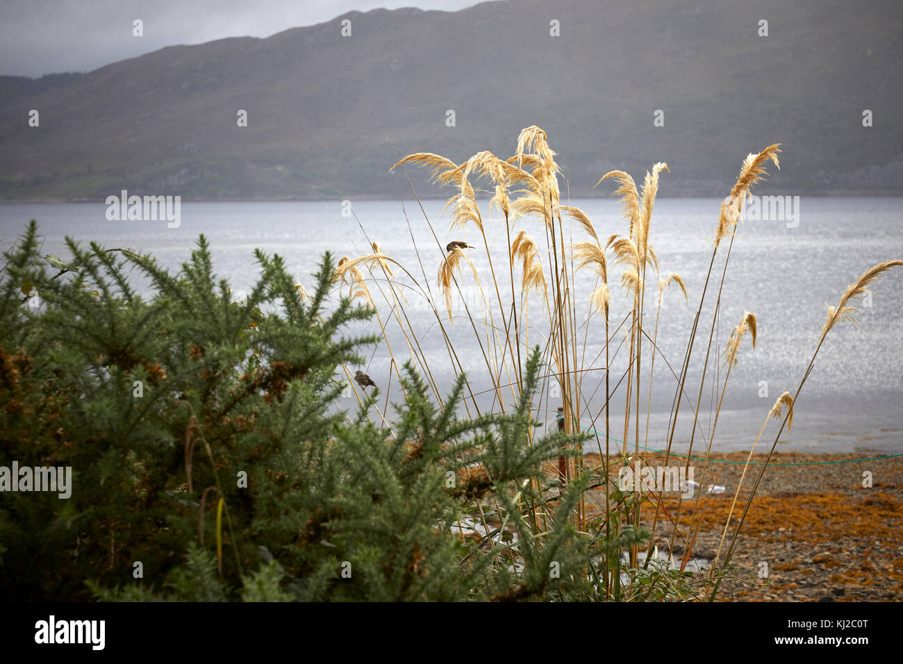In settembre, fringuelli alimentazione sulle teste di seme di pampa erba sul loch anteriore del Lochcarron, Ross-shire, Scozia Foto Stock