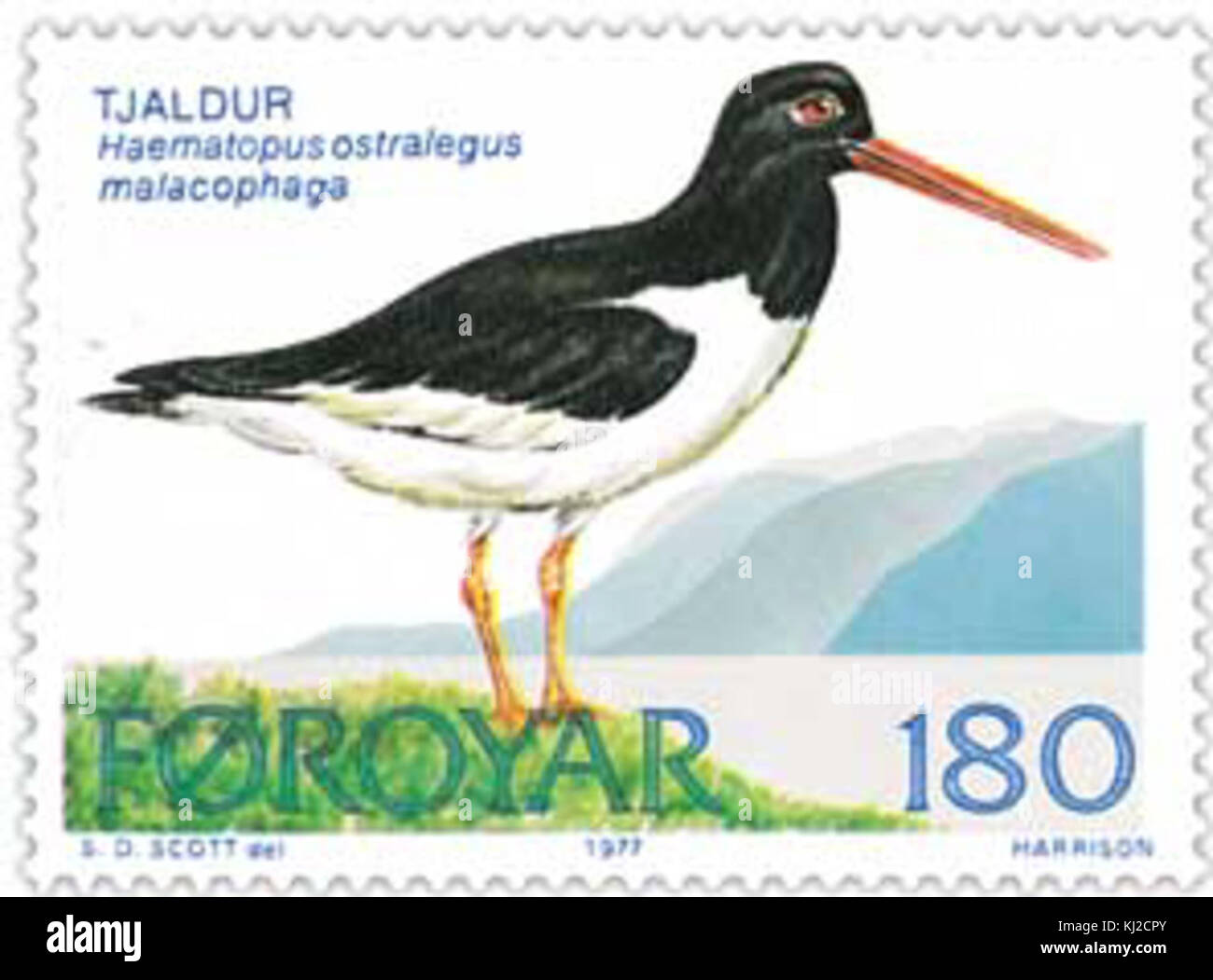 Timbro Faerøer 023 oyster catcher Foto Stock