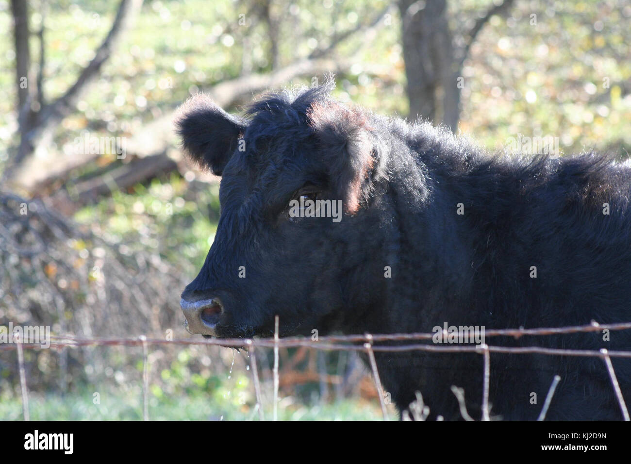 Mucca nera Foto Stock