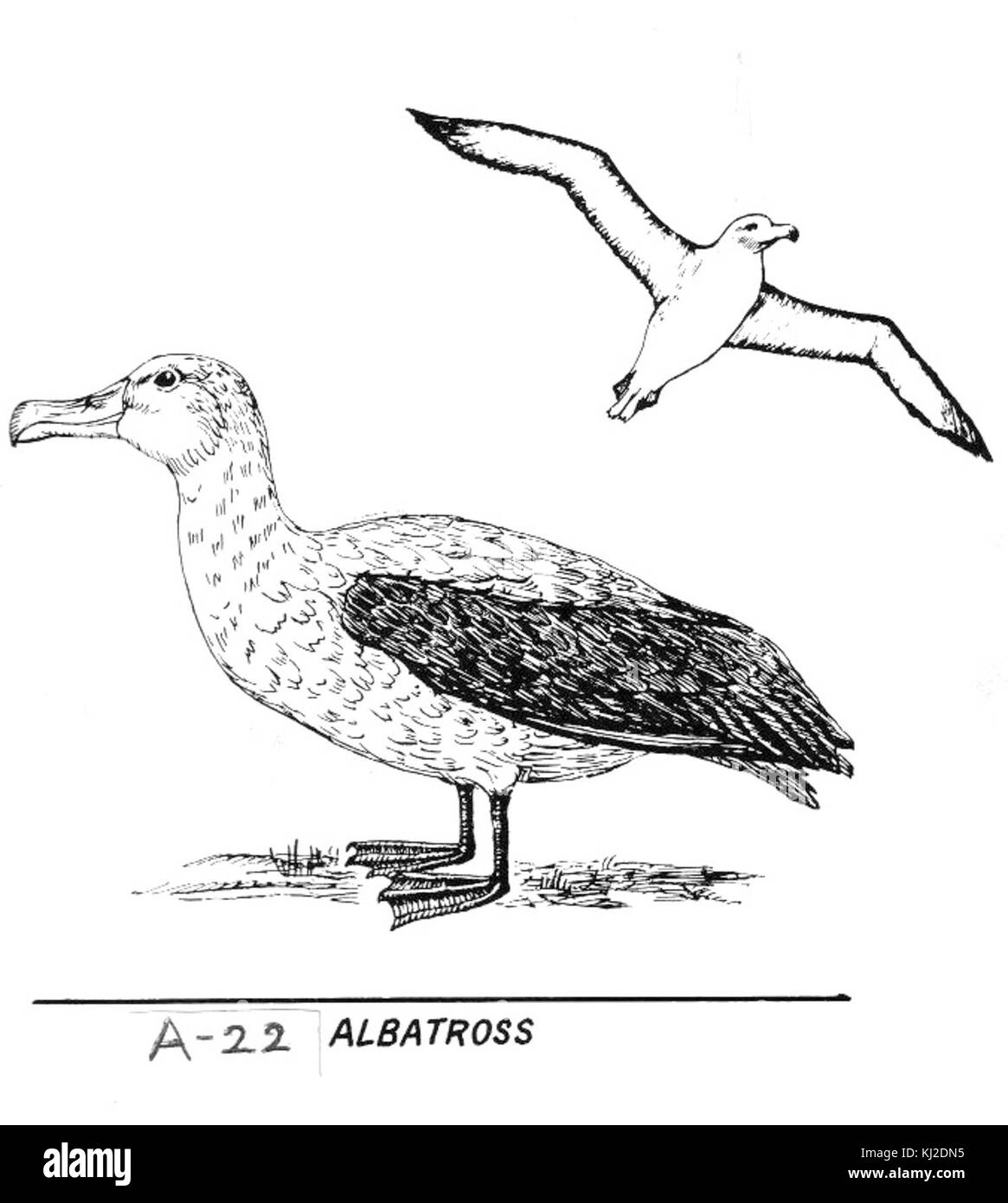 Albatross (PSF) Foto Stock