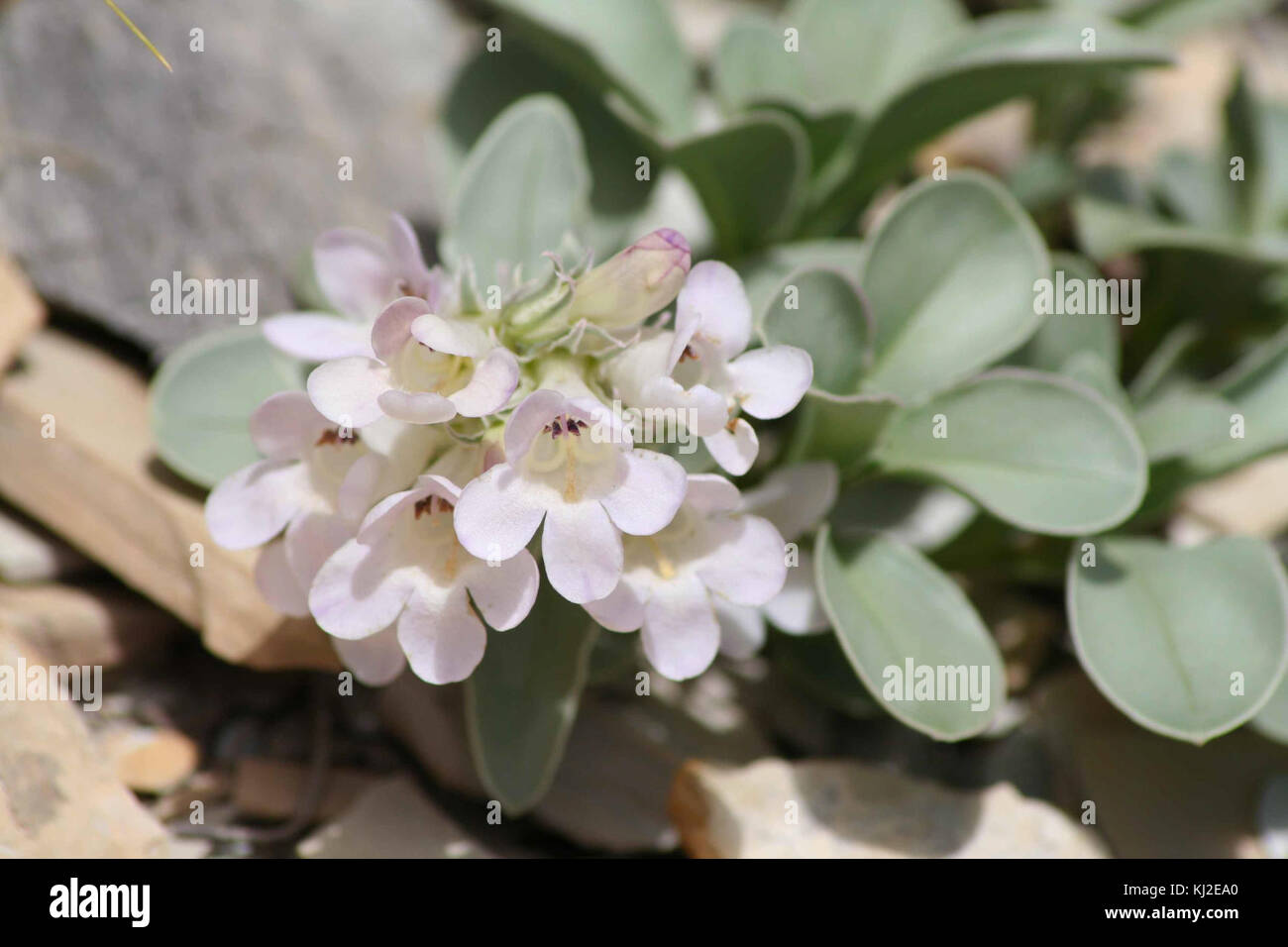 Parachute beardtongue fiore debilis penstemon Foto Stock