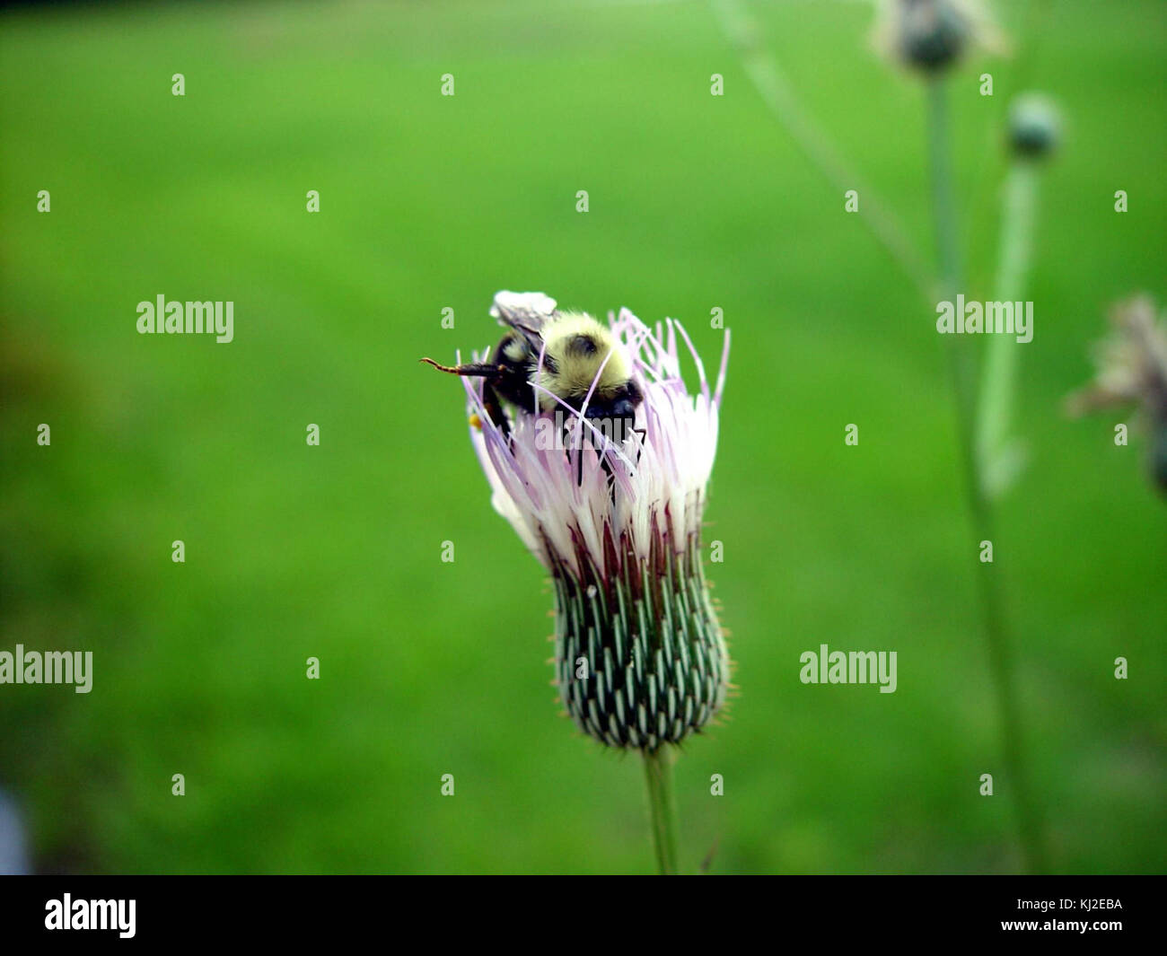Un bumblebee raccoglie il nettare da un fiore di cardo, illustrando l'interazione tra impollinatori e piante in un ecosistema. Questo primo piano evidenzia il ruolo delle api nell'impollinazione e la loro importanza per la biodiversità. Foto Stock Un bumblebee raccoglie il nettare da un fiore di cardo, illustrando l'interazione tra impollinatori e piante in un ecosistema. Questo primo piano evidenzia il ruolo delle api nell'impollinazione e la loro importanza per la biodiversità. Foto Stock