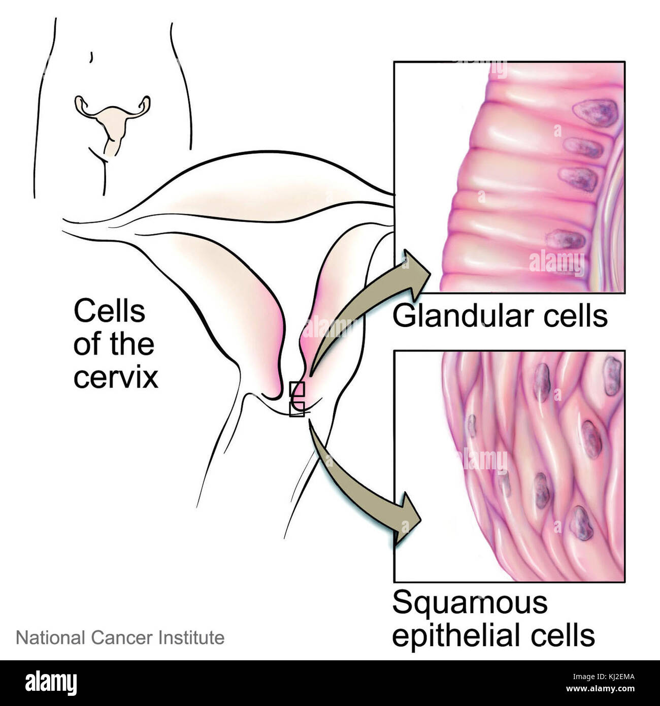 Questa illustrazione medica descrive in dettaglio le cellule della cervice, concentrandosi sulla loro struttura e funzione nel corpo umano. L'immagine è importante per comprendere il ruolo delle cellule cervicali nella salute riproduttiva femminile. Foto Stock