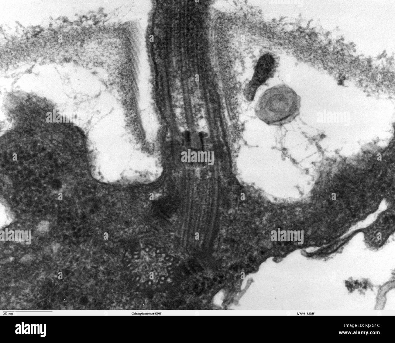 Chlamydomonas è un genere di alghe verdi, e *TEM 09* si riferisce a un'immagine del microscopio elettronico di trasmissione di questo organismo. Fornisce una visione ad alta risoluzione della struttura della cella e dei componenti interni. Foto Stock