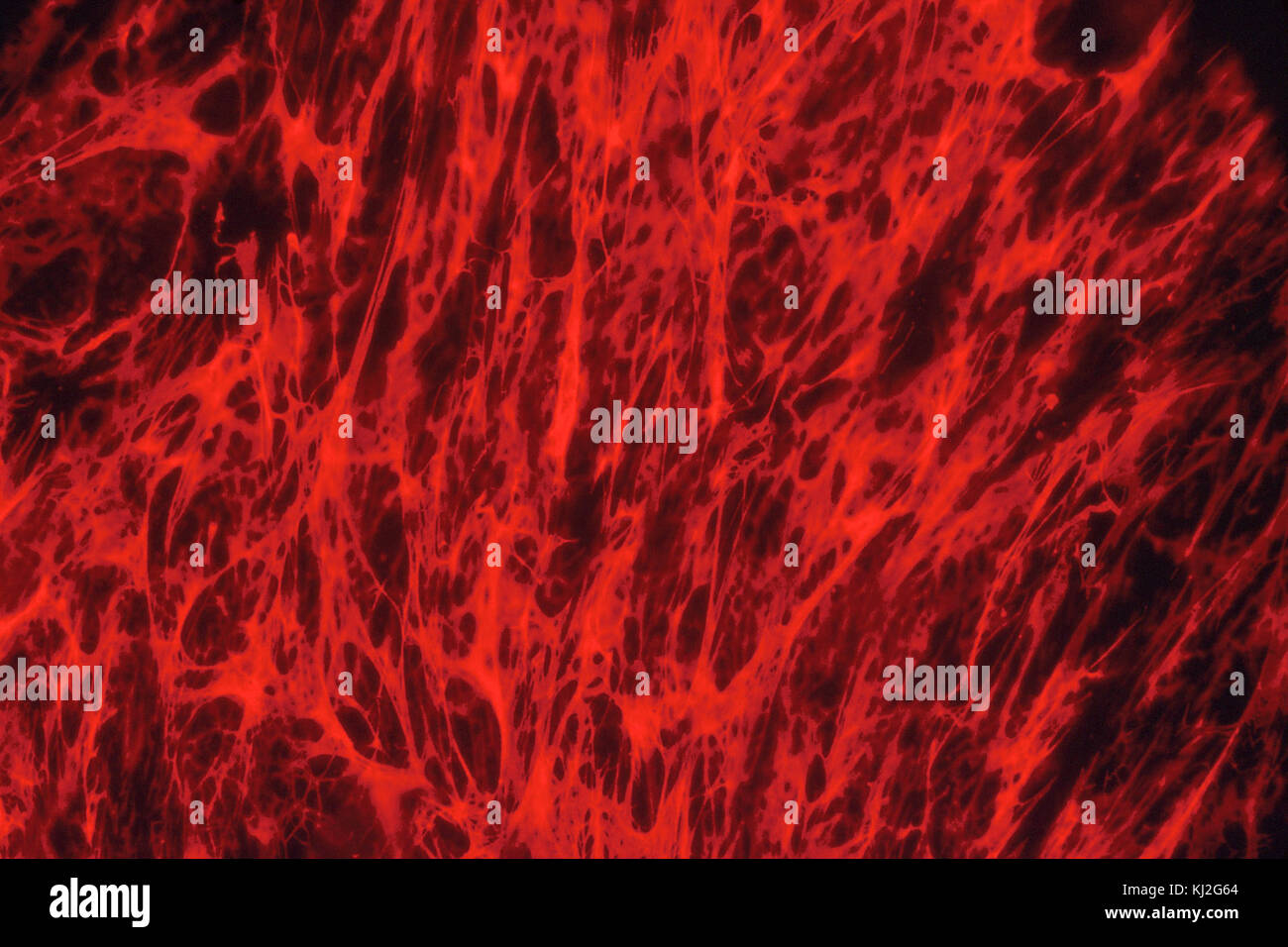 La fibronectina Foto Stock