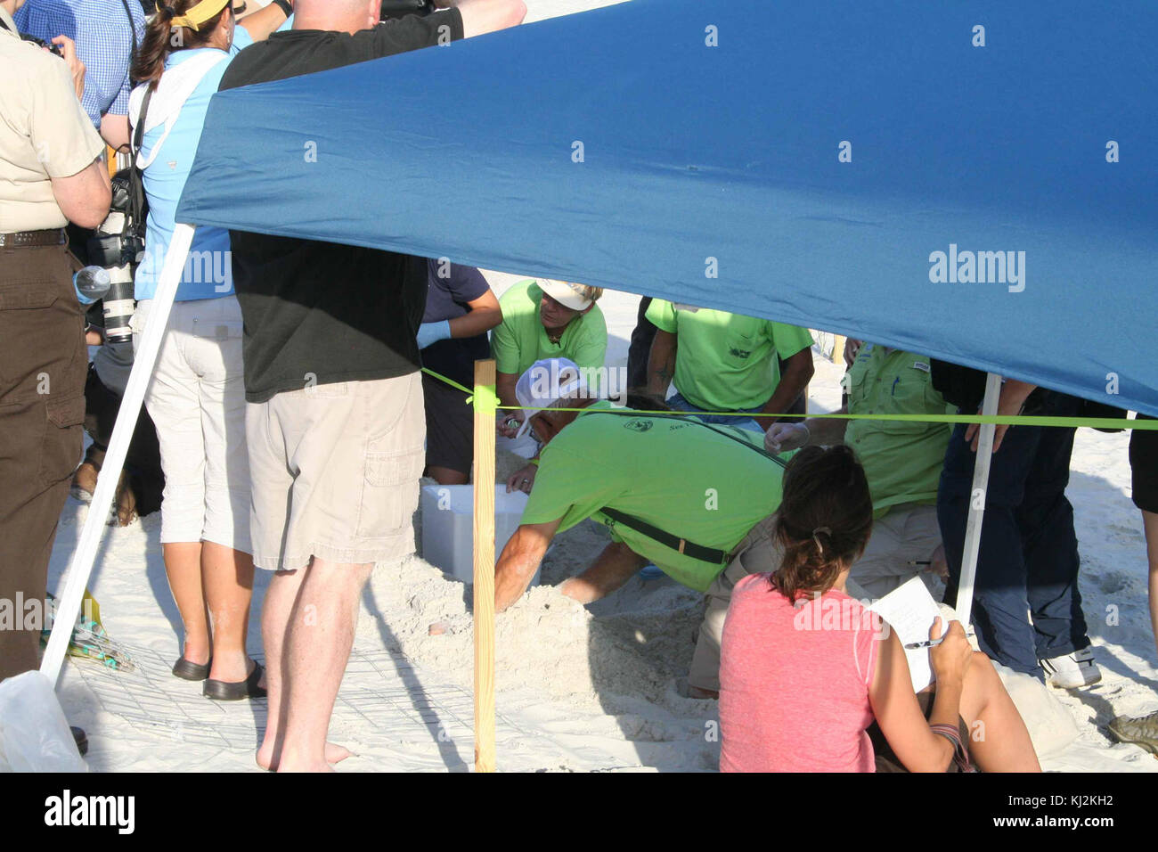 Piuttosto una folla ha dimostrato fino a guardare il Turtle Nest scavo Foto Stock