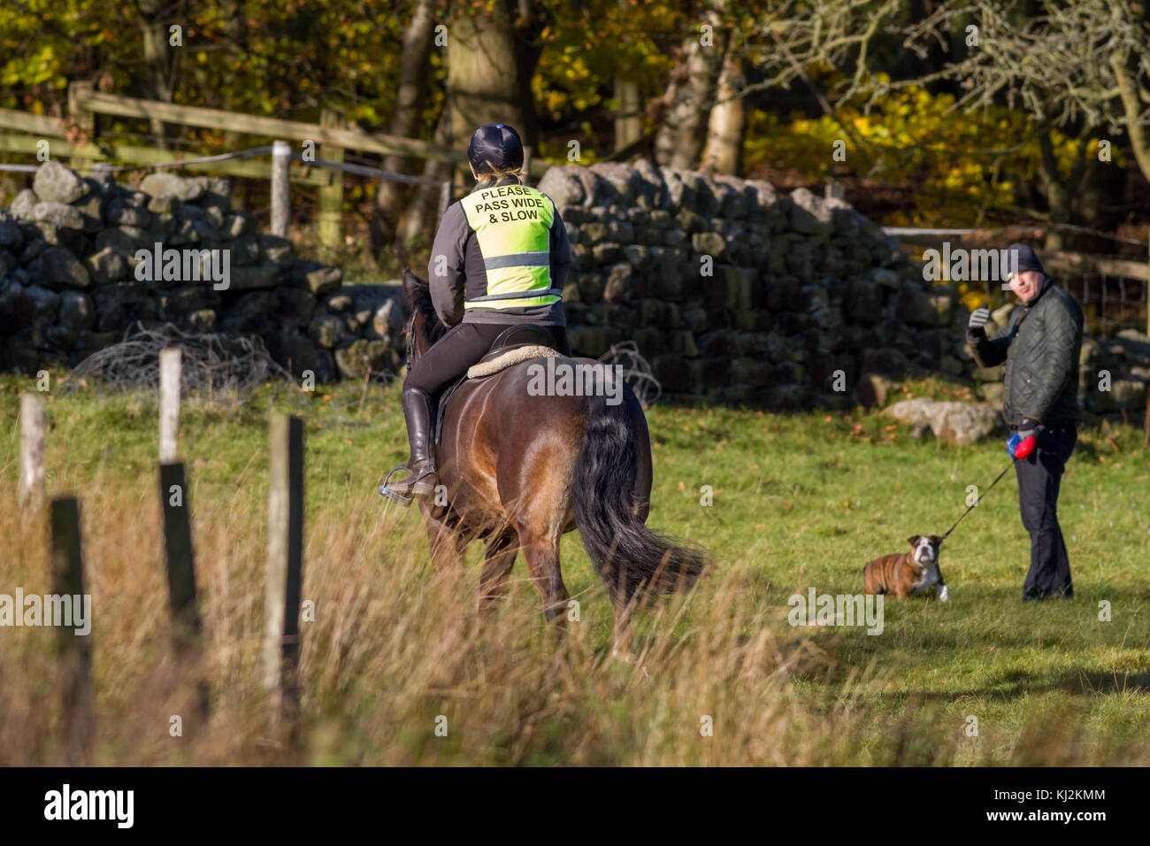 Cavallo e cavaliere passando un dog walker in un campo con una ampia banchina Foto Stock