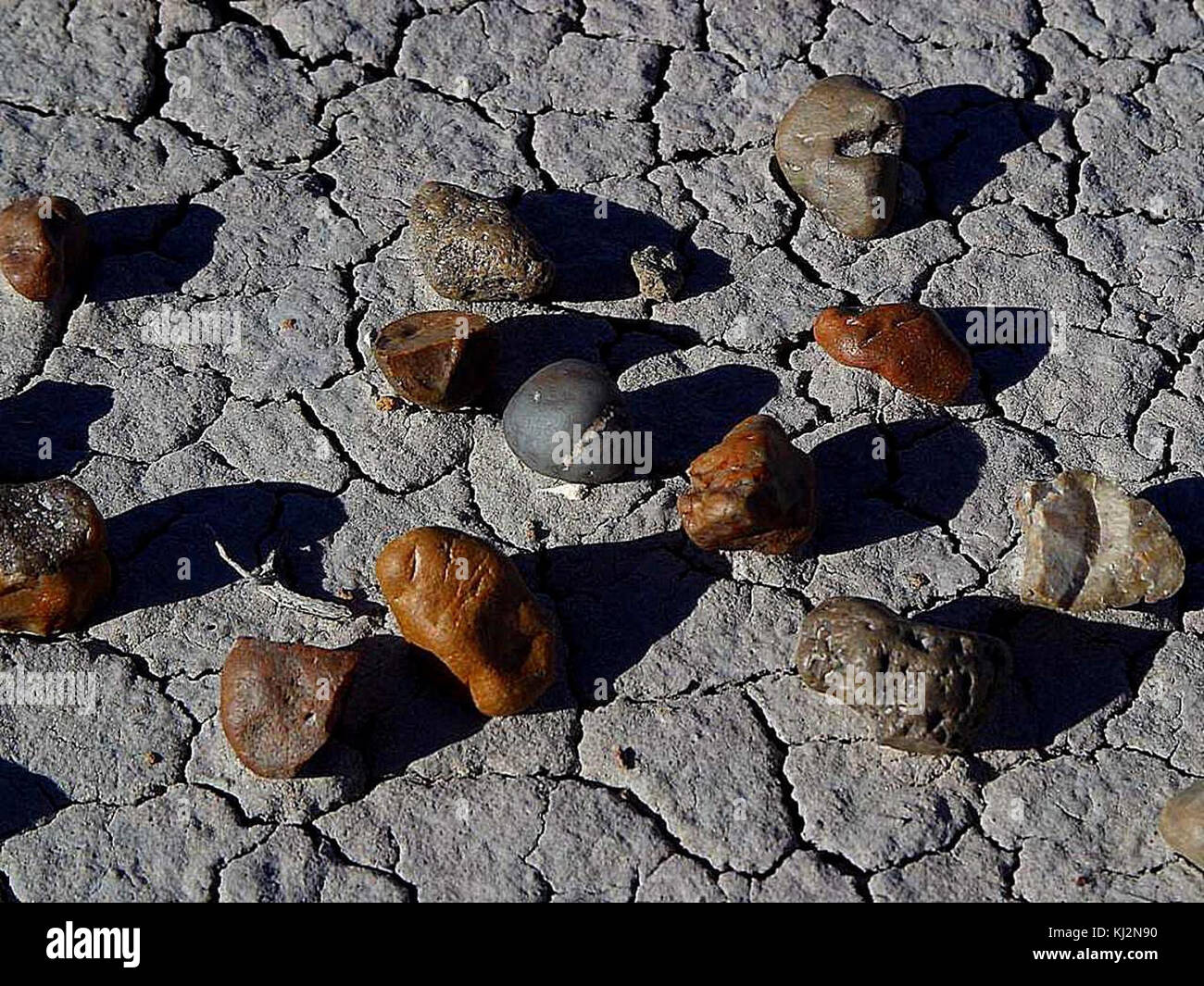 Legno pietrificato (1) Foto Stock