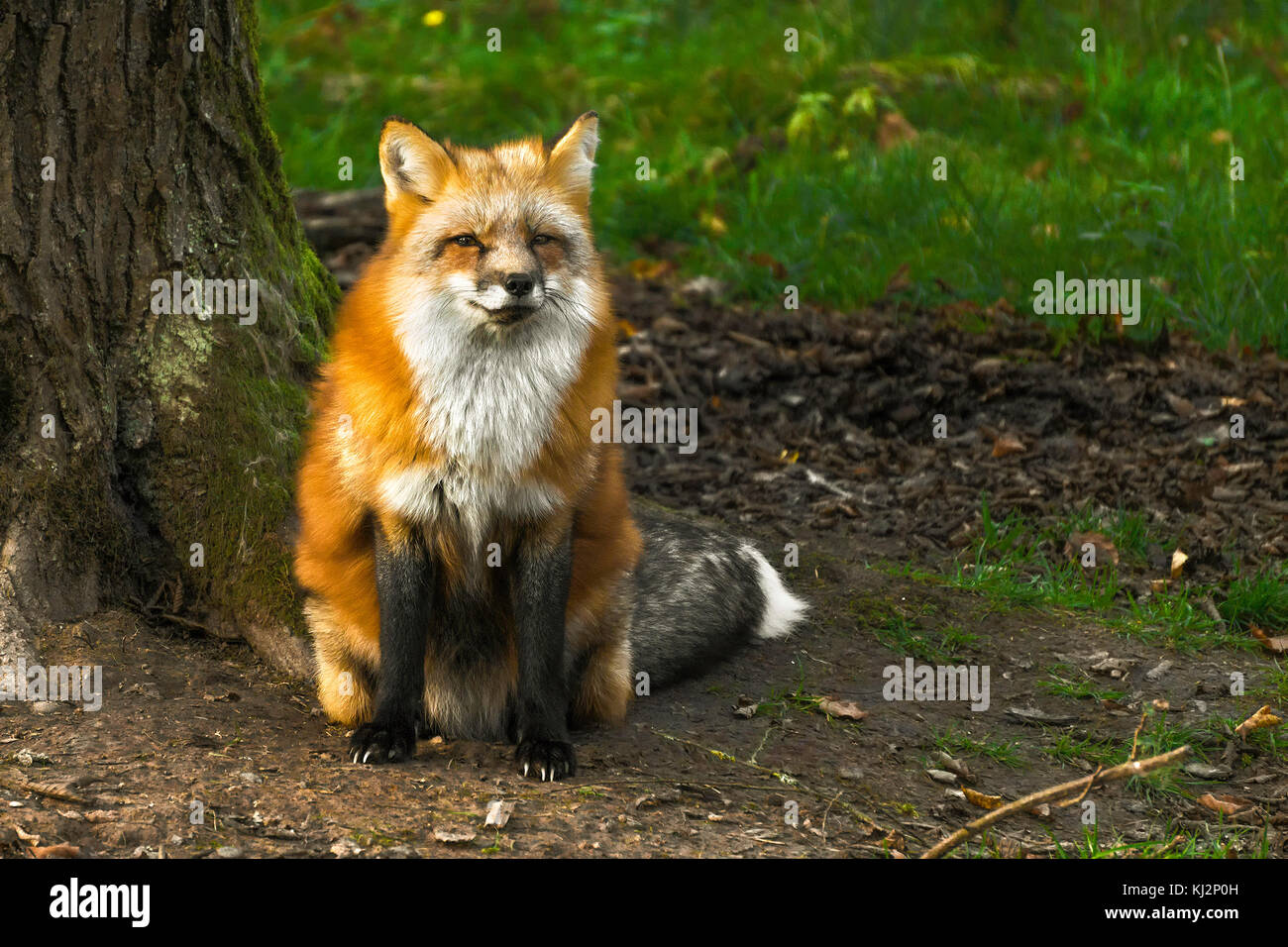 Ritratto di un rosso volpe (Vulpes vulpes) nei boschi, Rodi, Francia. Foto Stock