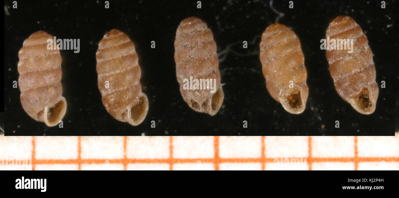 Truncatellina-monodon, una specie di molluschi, è caratterizzata dalla sua distinta conchiglia a forma di spirale e si trova in ambienti di acqua dolce. Questa immagine cattura la sua morfologia e il suo habitat unici. Foto Stock