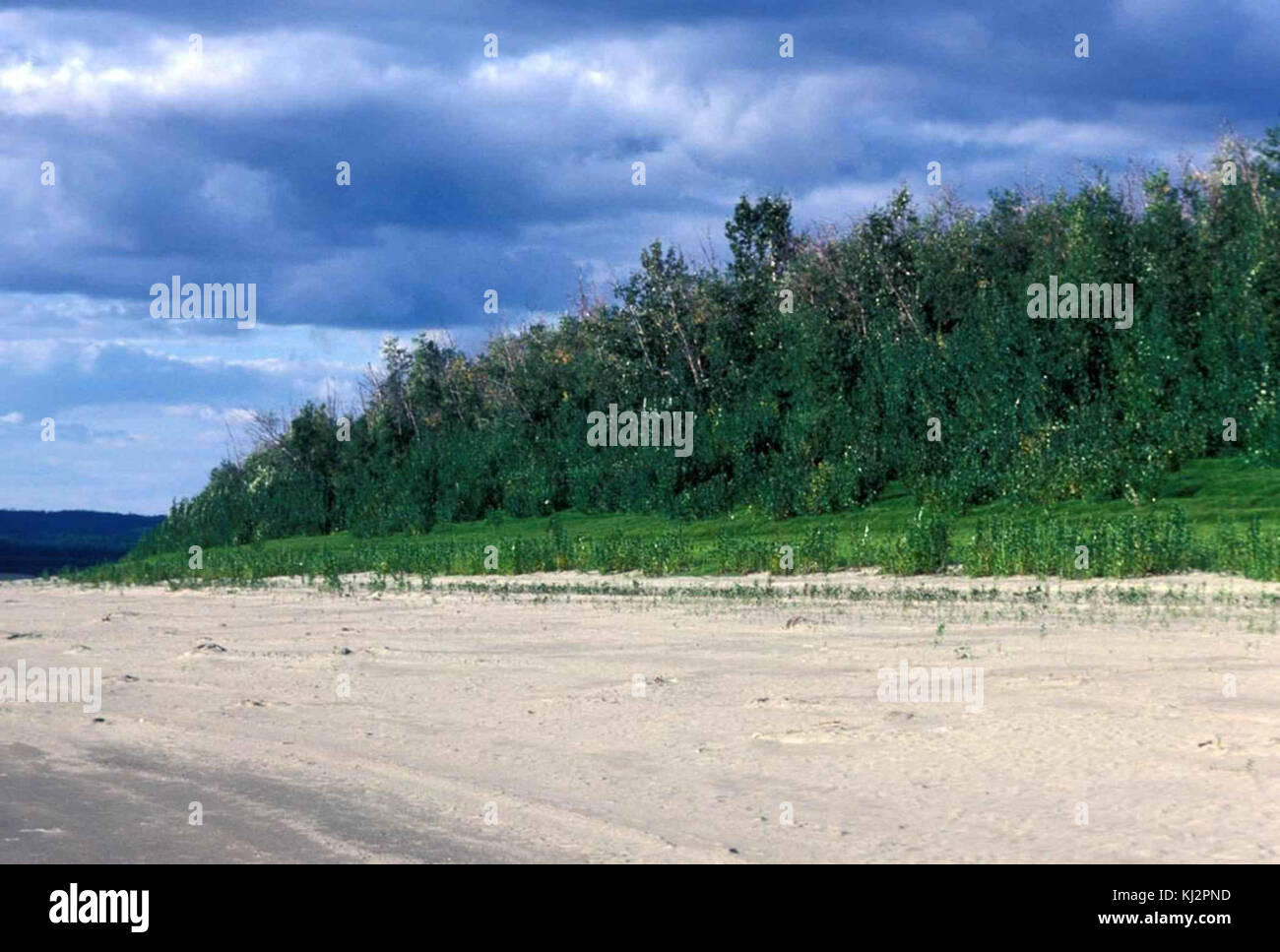 Fiume litorale con grandi erba Foto Stock