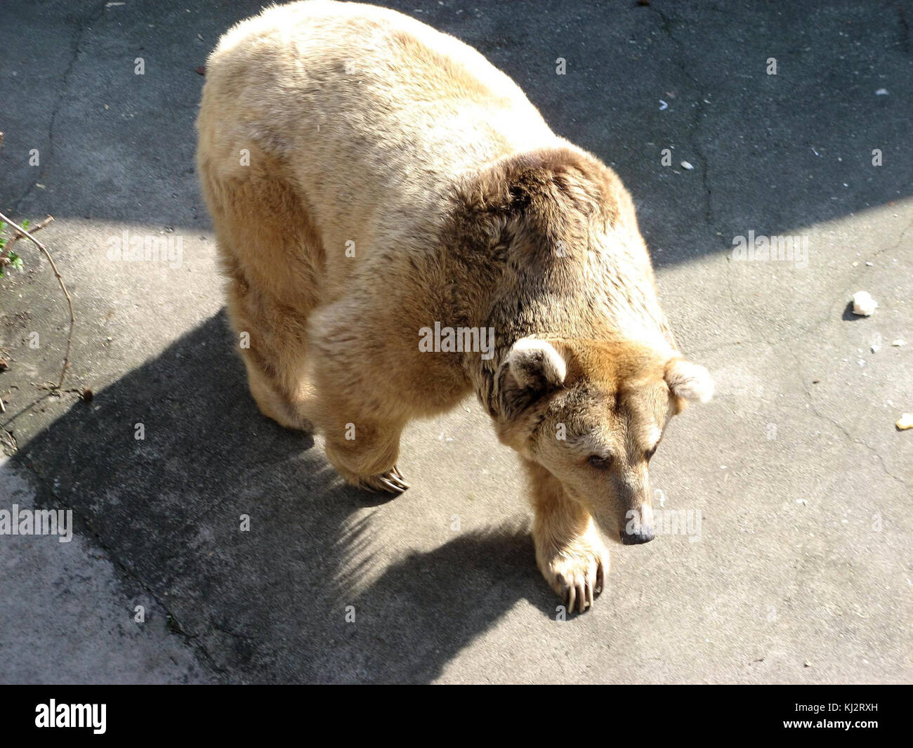 Un'immagine di un orso bruno, uno dei più grandi carnivori terrestri, trovato principalmente in Nord America, Europa e Asia, notevole per le sue dimensioni e la sua forza. Foto Stock