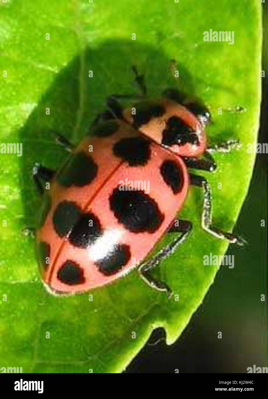 La Coleomegilla maculata, comunemente nota come coleottero maculato, è una specie di uccello coccinello originaria del Nord America. Caratterizzato dalle sue distintive macchie rosse e nere, questo coleottero svolge un ruolo essenziale nel controllo dei parassiti consumando afidi e altri piccoli insetti che danneggiano le piante. Foto Stock