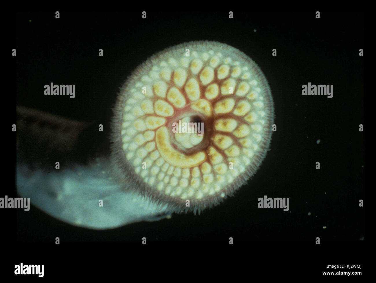 Lampreda di mare animali invasive Petromyzon marinus Foto Stock