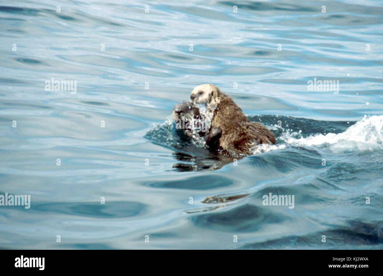 Sea Otter animale in waer Enhydra lutris Foto Stock