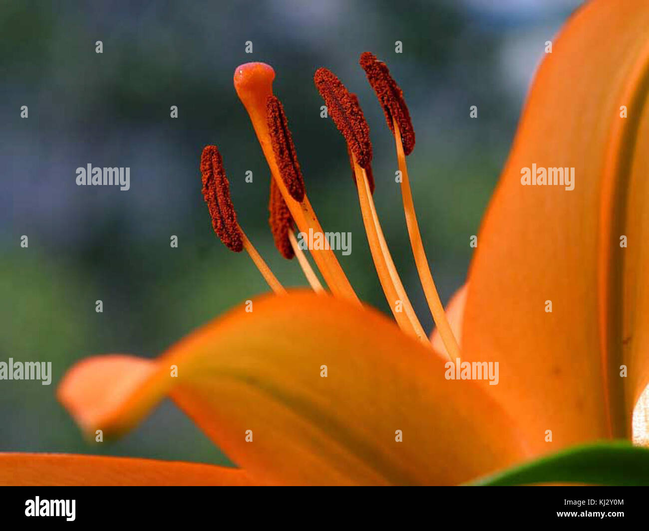 Hibiscus1web Foto Stock