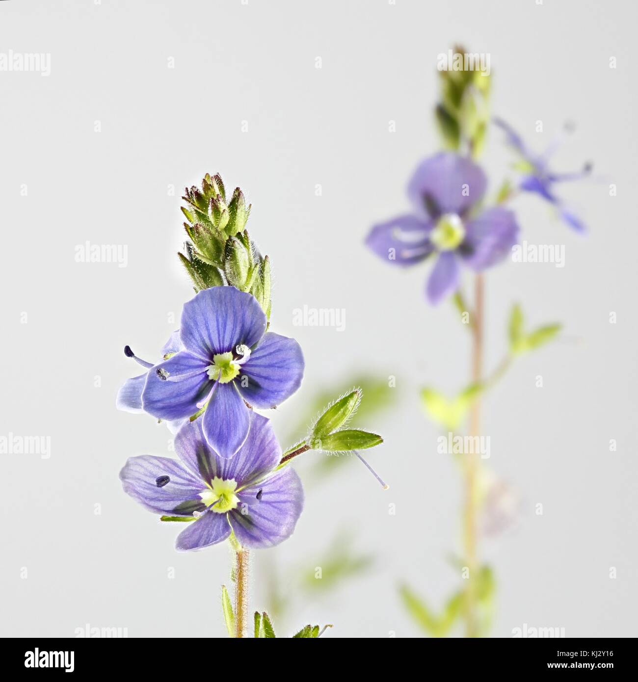 Germander speedwell, Veronica chamaedrys Foto Stock