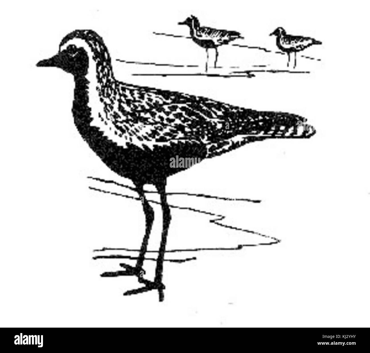 Uccelli costieri arte disegno in bianco e nero golden plover Foto Stock