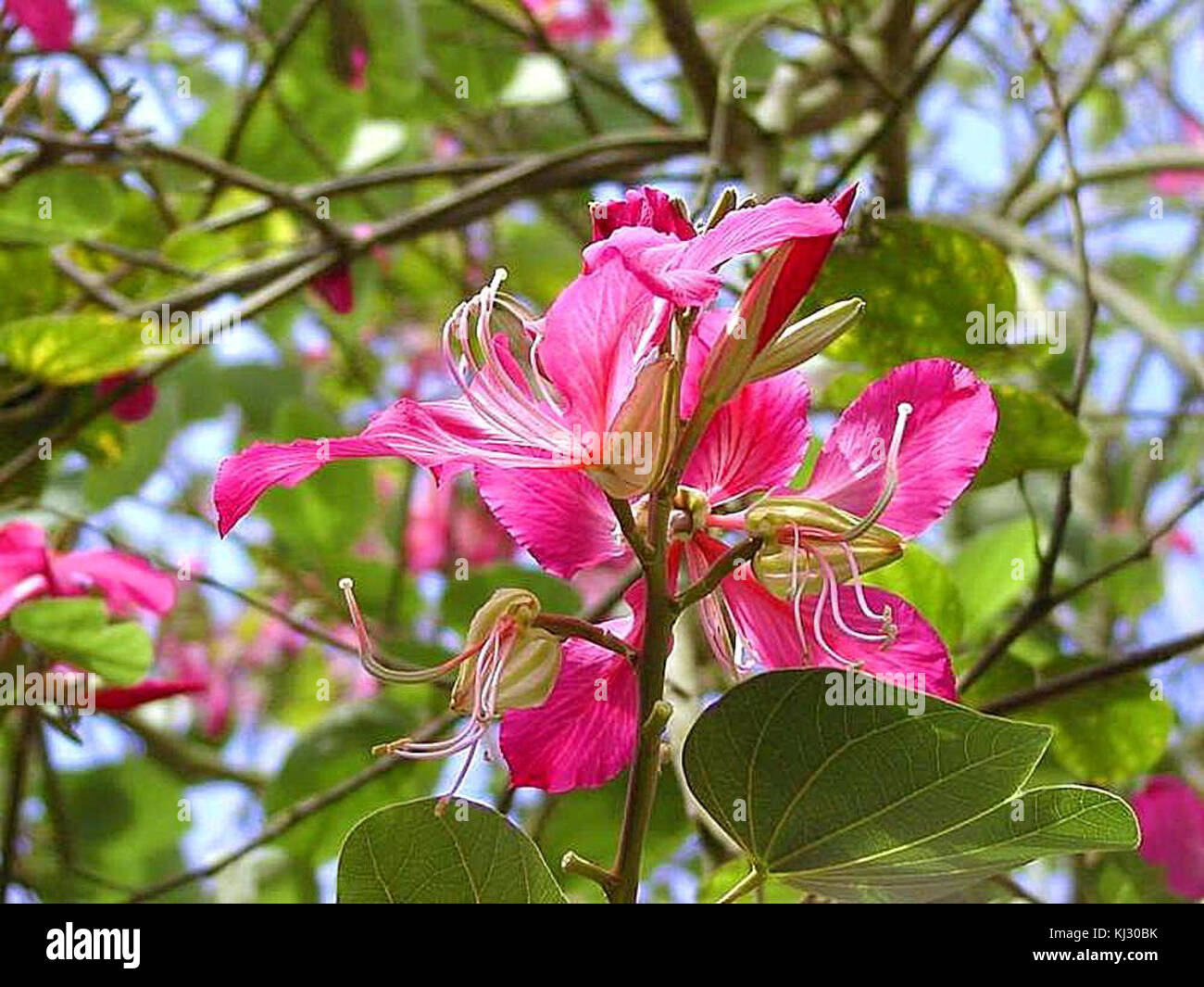 Una collezione di numerosi fiori rossi, che mostrano il loro colore vibrante e la loro varietà. L'immagine mette in evidenza la bellezza e la diversità dei fiori rossi, che possono includere diverse specie o varietà all'interno della famiglia floreale. Foto Stock