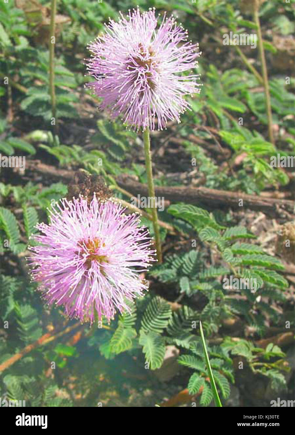La Mimosa-fiori-e-sensibile - Foglie Foto Stock