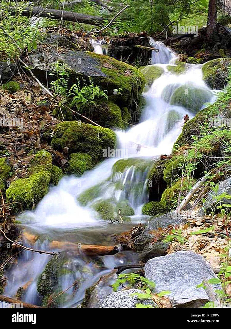 Vapori di acqua brooks moss lascia delle foreste Foto Stock