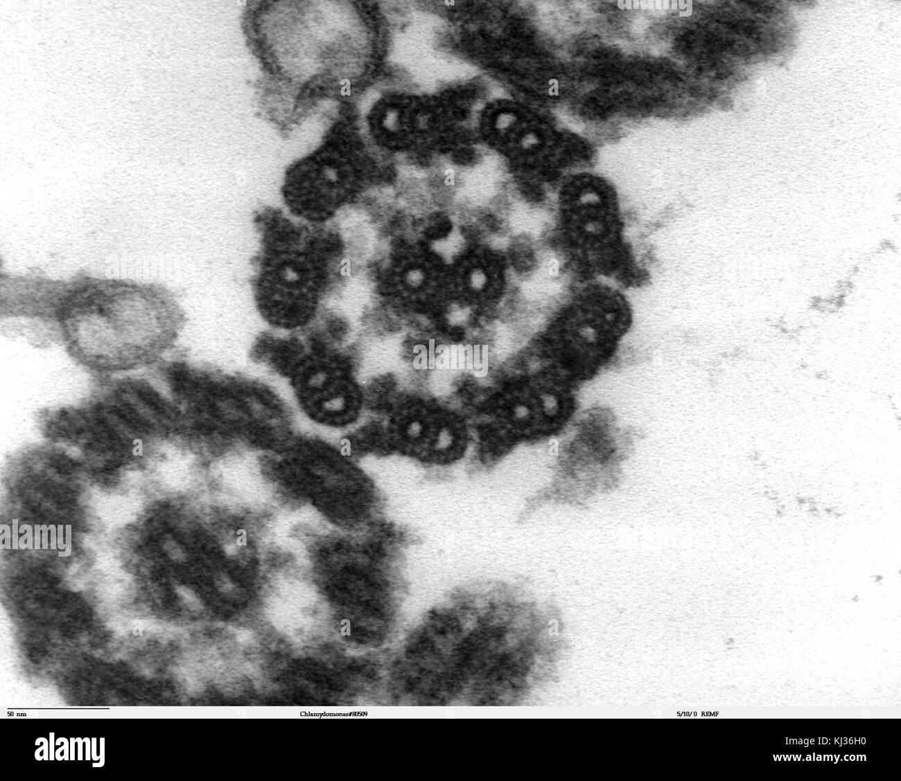 Chlamydomonas TEM 13 Foto Stock