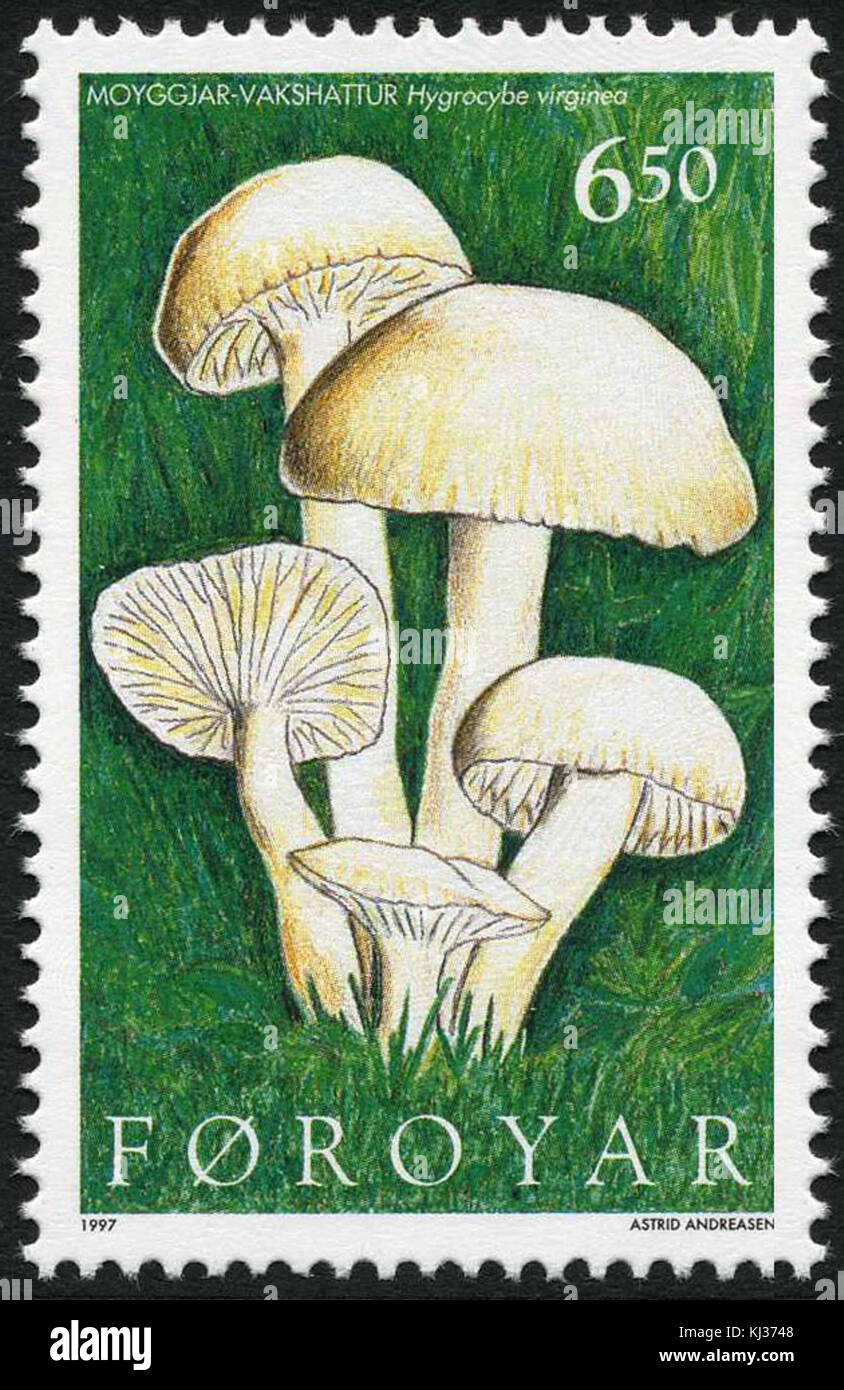 Timbro Faerøer 305 hygrocybe virginiae Foto Stock