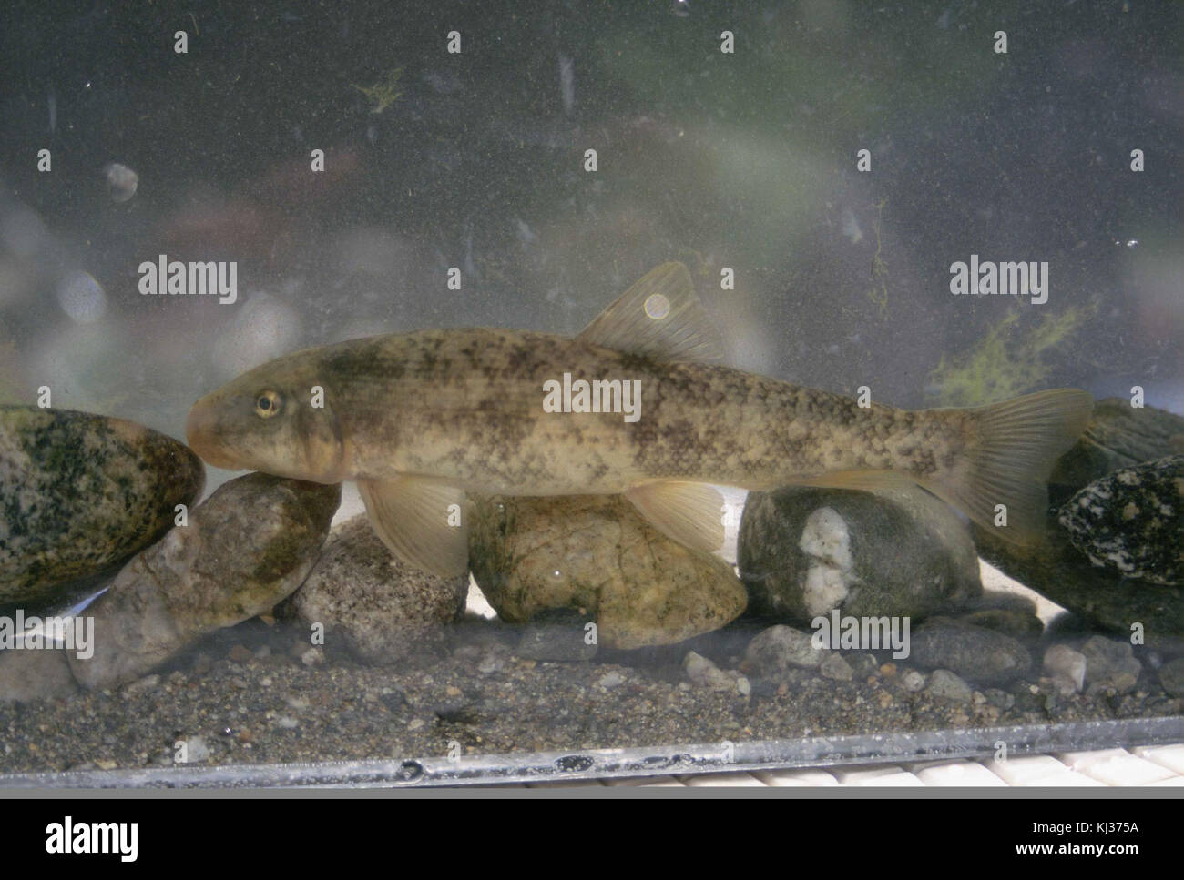 La Santa Ana sucker è un minacciate specie di pesce Foto Stock