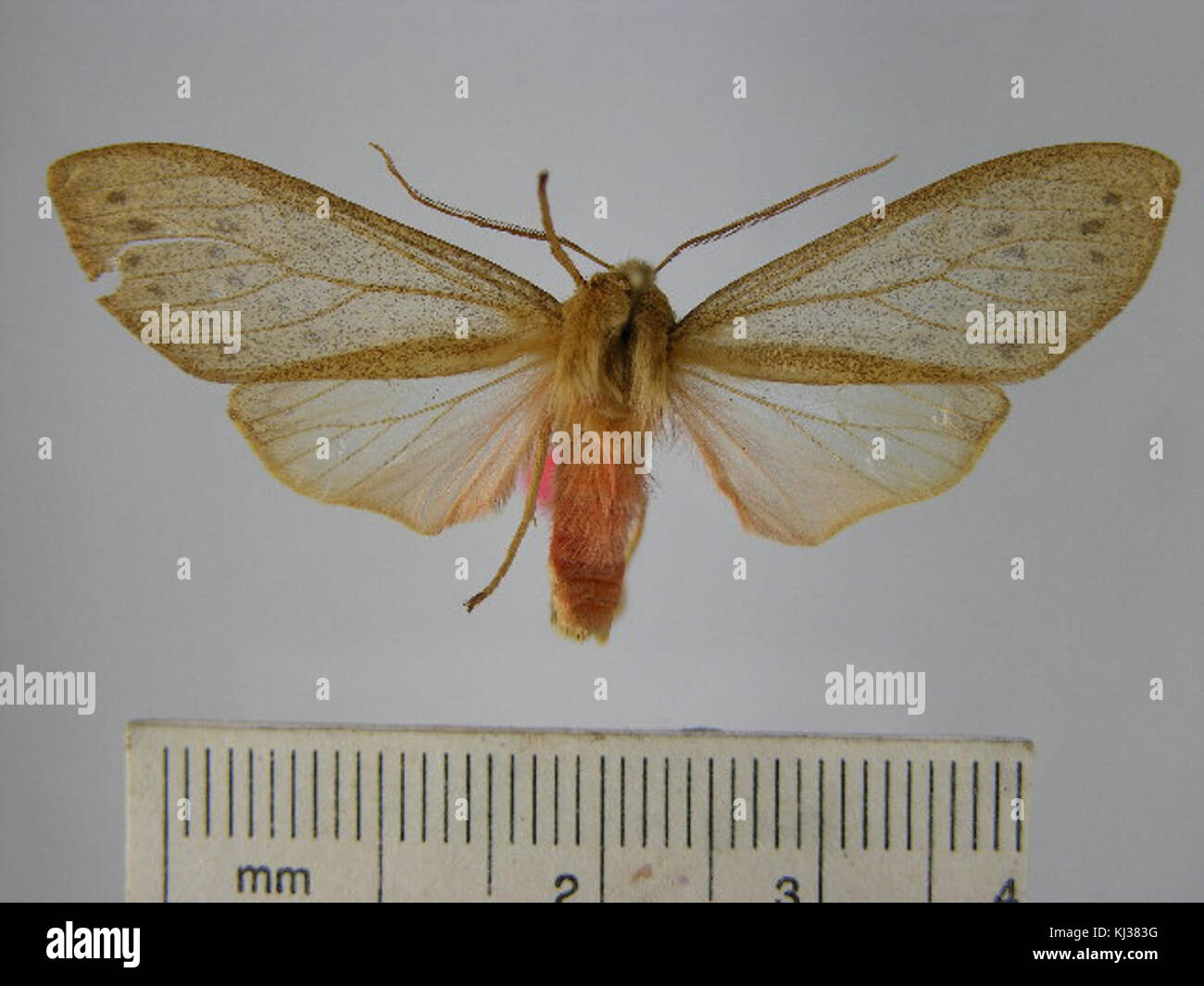 Immagine di Pseudohemihyalea porioni, una specie di falena, che mostra la sua struttura alare e le caratteristiche distintive per lo studio entomologico. Foto Stock
