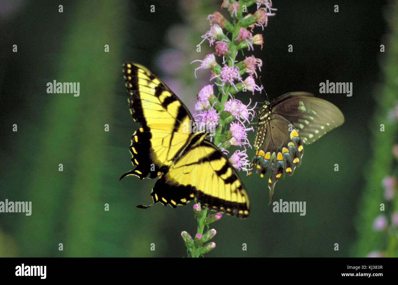 Una farfalla a coda di rondine di tigre arroccata su un denso fiore blazingstar. Le vibranti ali gialle e nere della farfalla contrastano con il fiore viola, evidenziando la bellezza della natura in piena fioritura. Foto Stock