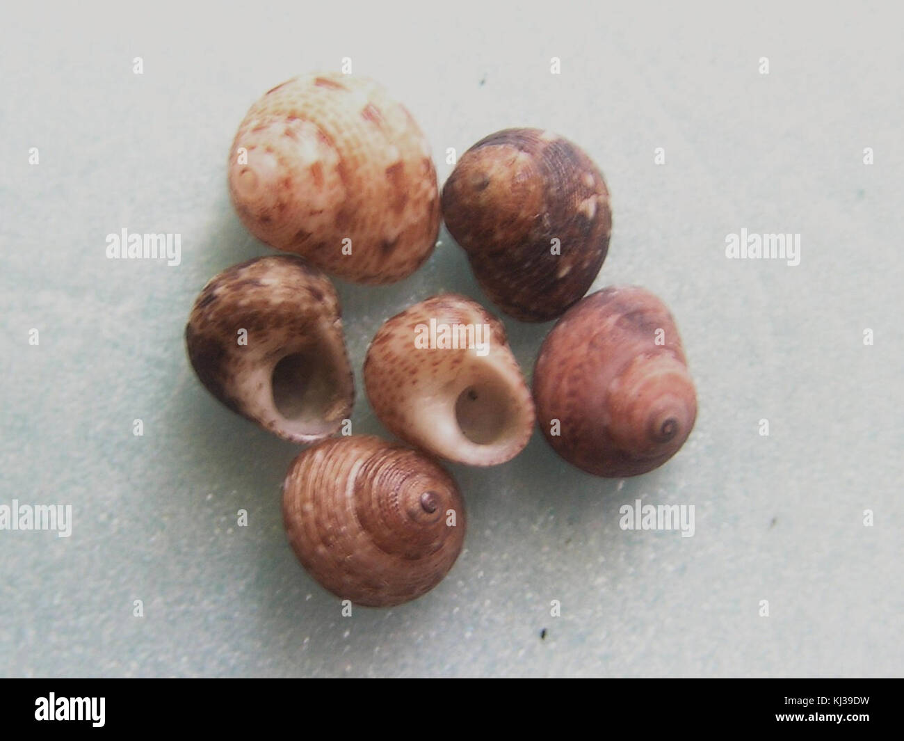 Leptothyra filifer 001 Foto Stock