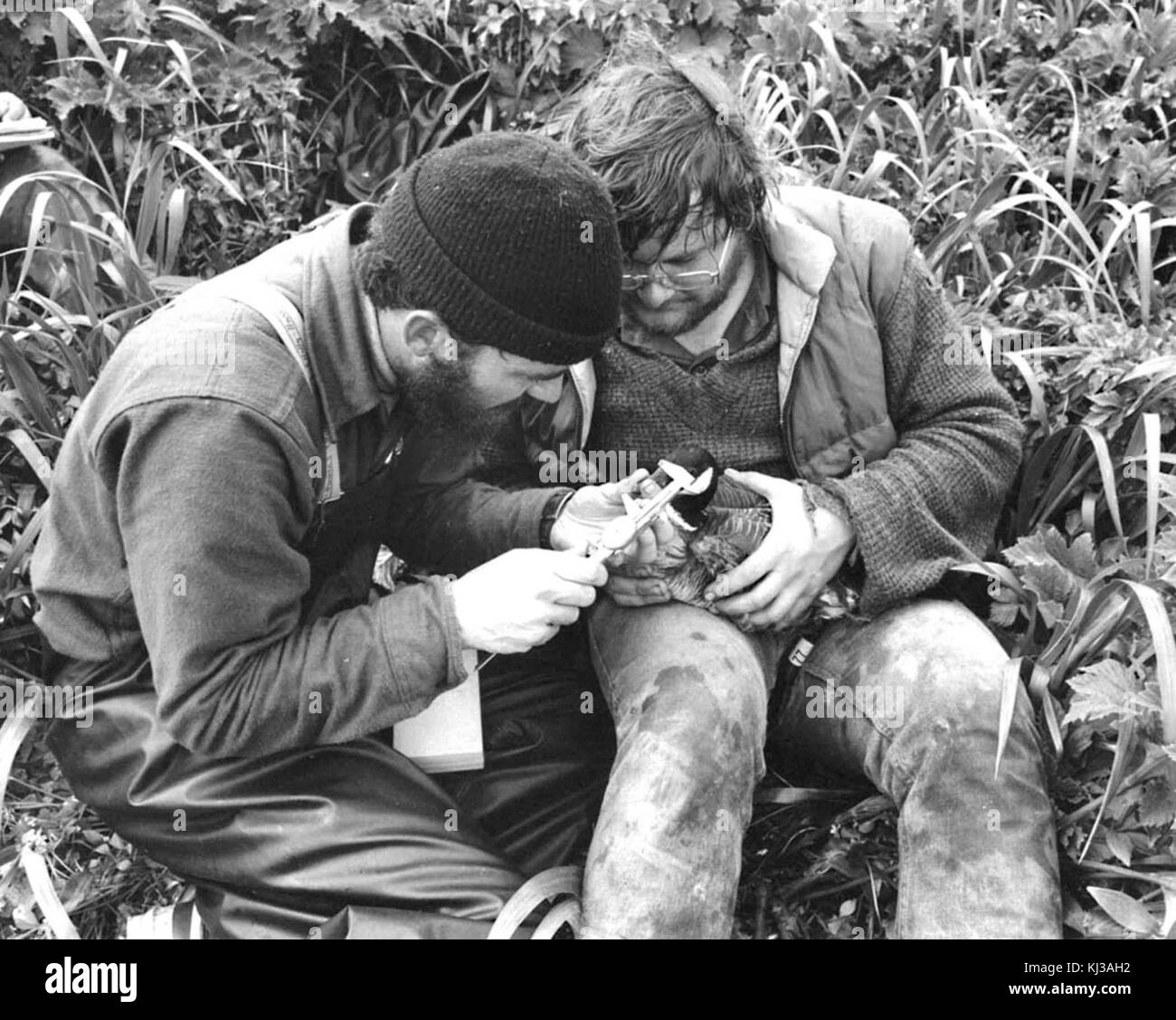 Due uomini la fascettatura di Canada Goose sull isola buldir Foto Stock