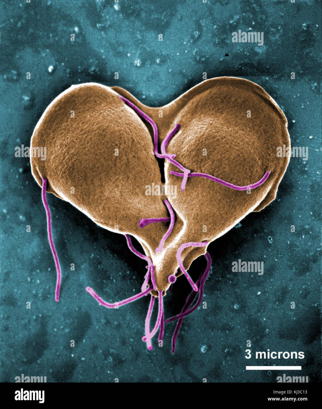 Giardia lamblia.bmp Foto Stock