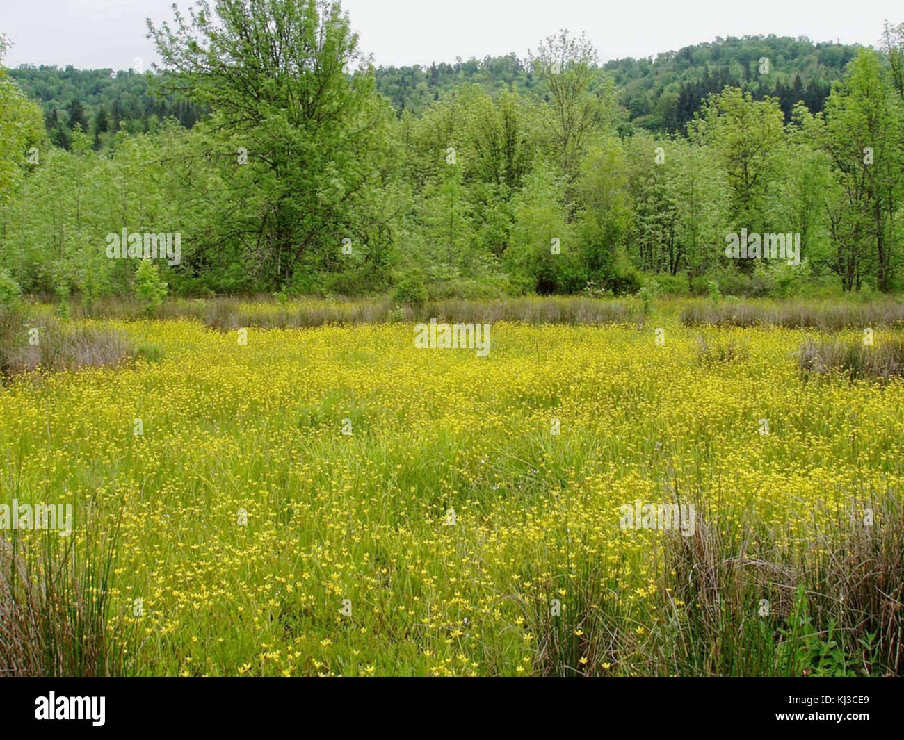 Questa immagine raffigura un paesaggio di prateria dominato da spore umide della prateria. La fotografia evidenzia la vegetazione naturale e l'ecosistema delle zone umide che caratterizzano questa caratteristica ambientale unica. Foto Stock