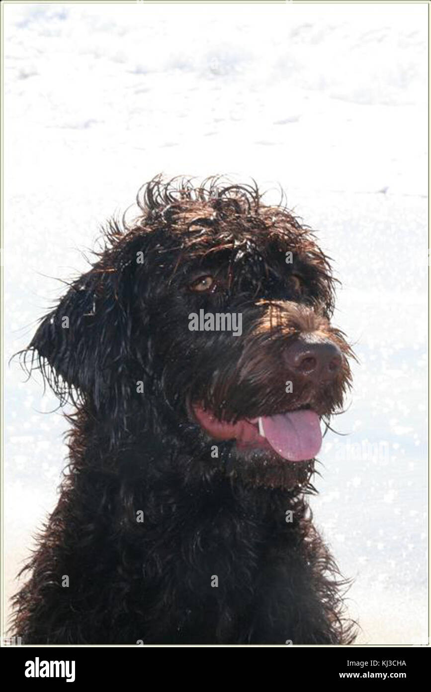 Un altro labradoodle Foto Stock