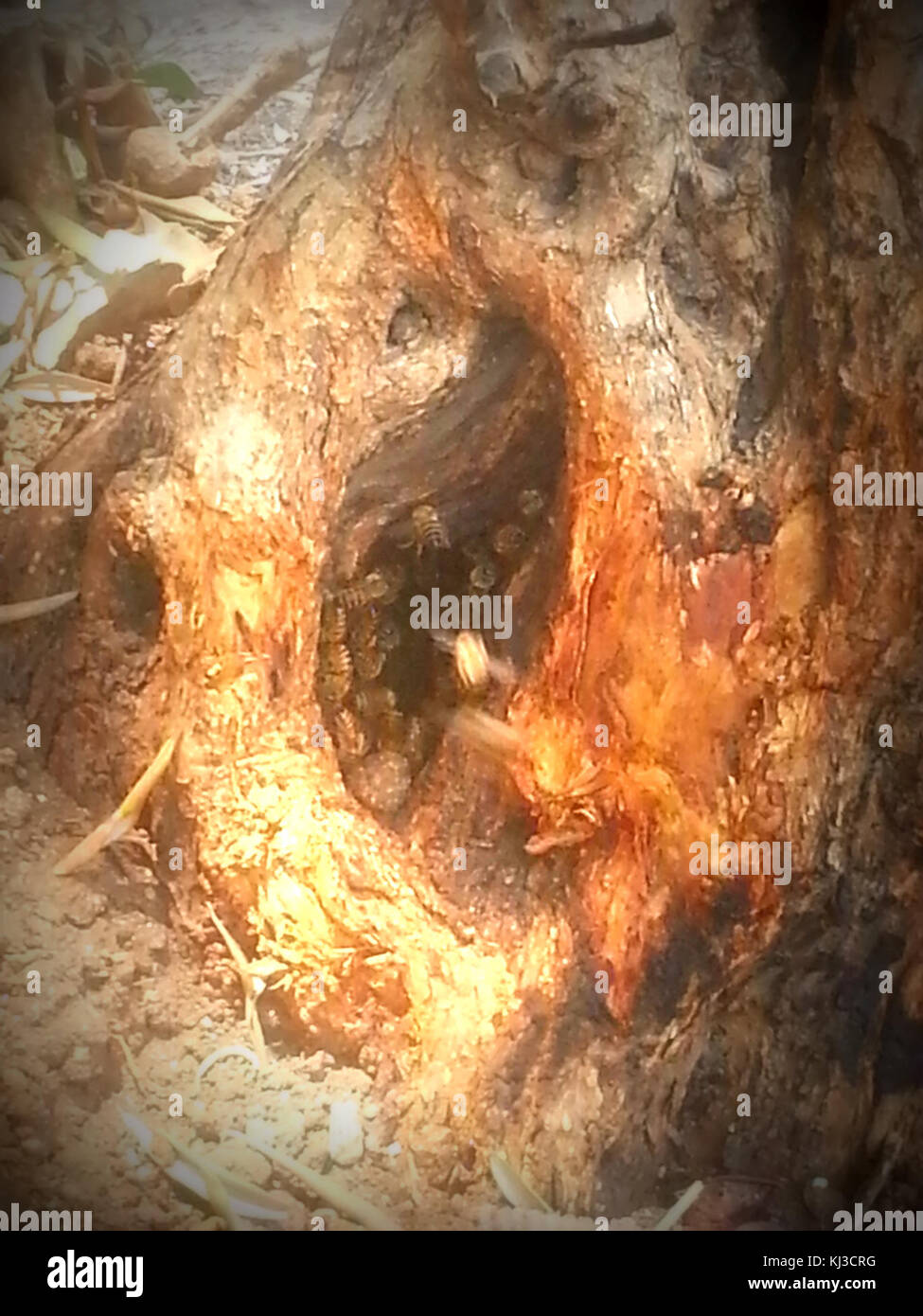 Il documento "Wildlife and Plants of Israel" mette in evidenza la variegata flora e fauna presenti nel paese. Fornisce informazioni sugli ecosistemi, le specie e gli sforzi di conservazione legati al patrimonio naturale di Israele. Foto Stock