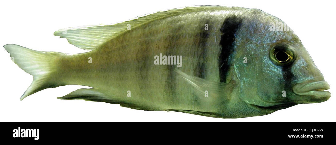 Placidochromis electra, una specie di pesci d'acqua dolce, è raffigurato in questa immagine su sfondo bianco. Conosciuta per la sua colorazione vivace, è originaria del lago Tanganica in Africa. Foto Stock