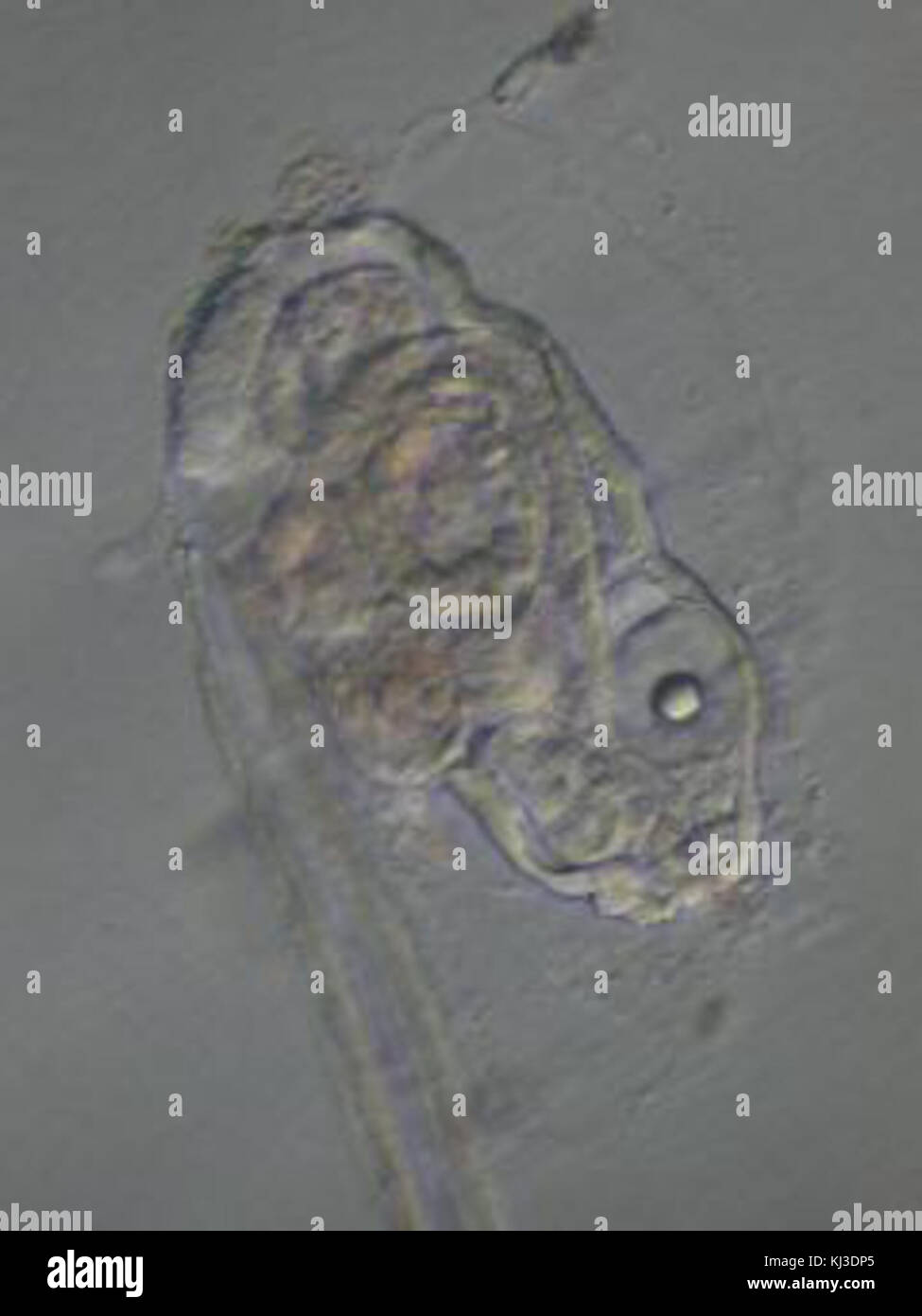 Oikopleura dioica 2 Foto Stock