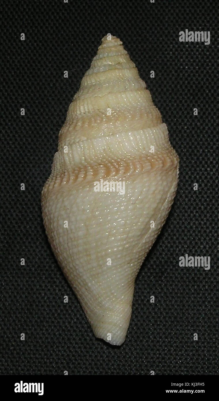 Bathytoma netrion 002 Foto Stock