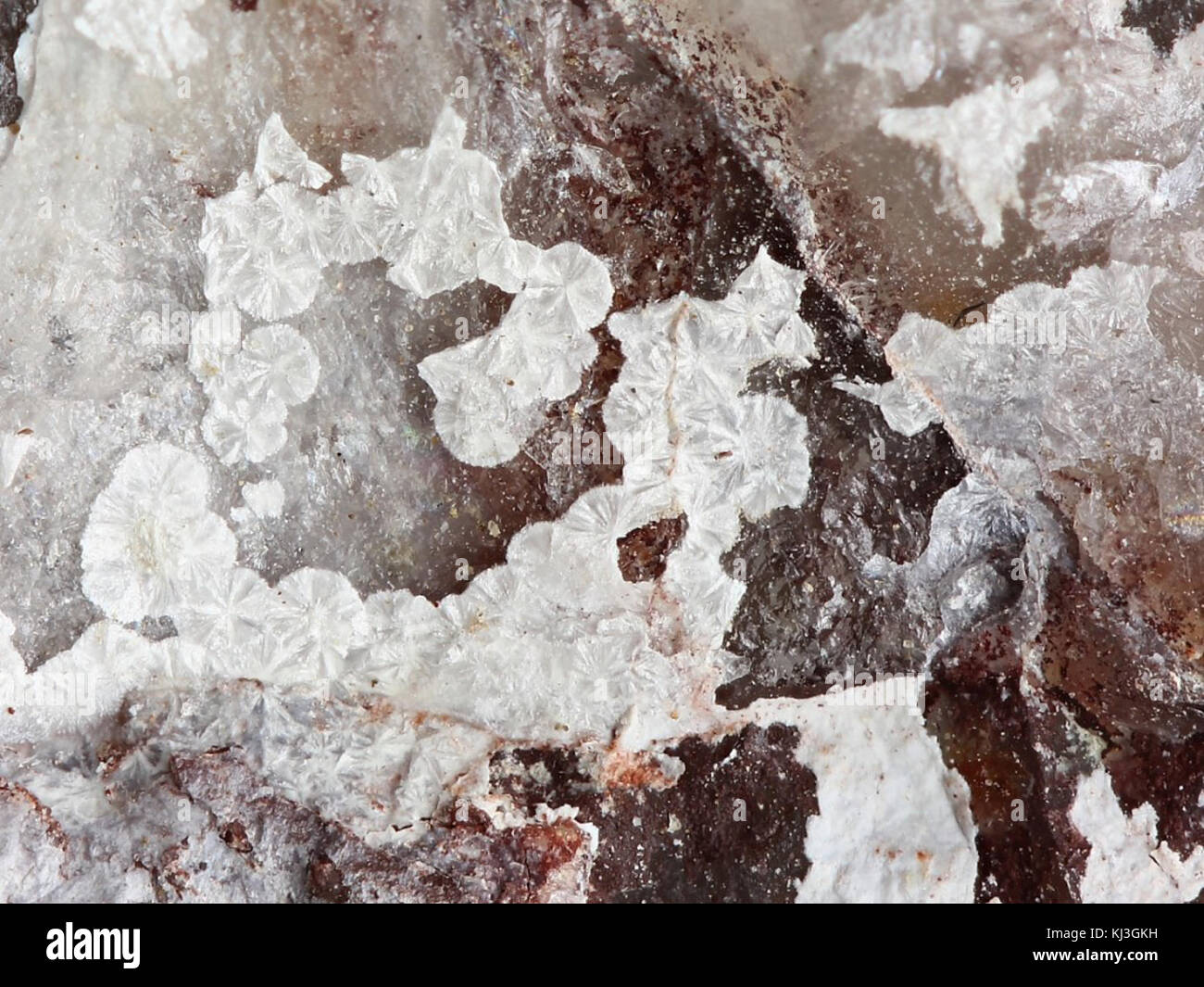 Un campione minerale identificato come Tengerite-(Y)-582842, un minerale raro con caratteristiche chimiche e fisiche distintive, trovato in specifici ambienti geologici. Foto Stock