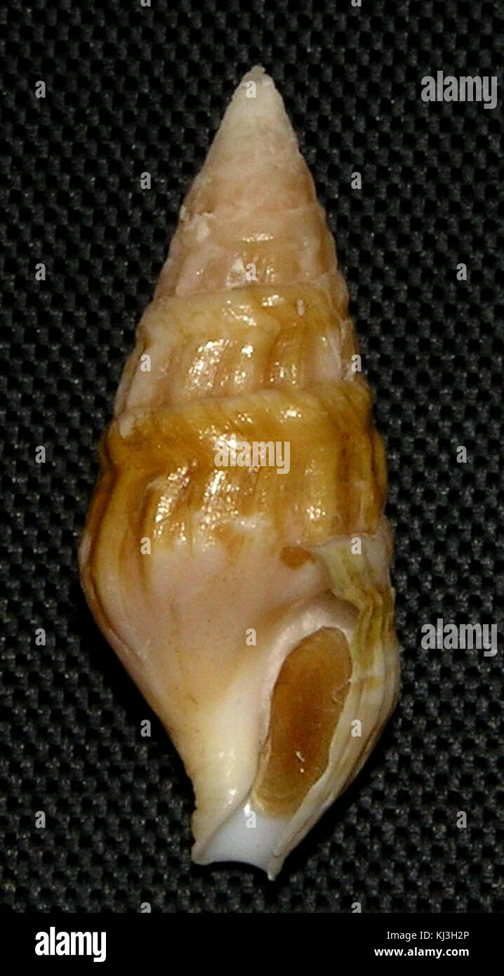 Clionella bornii 002 Foto Stock