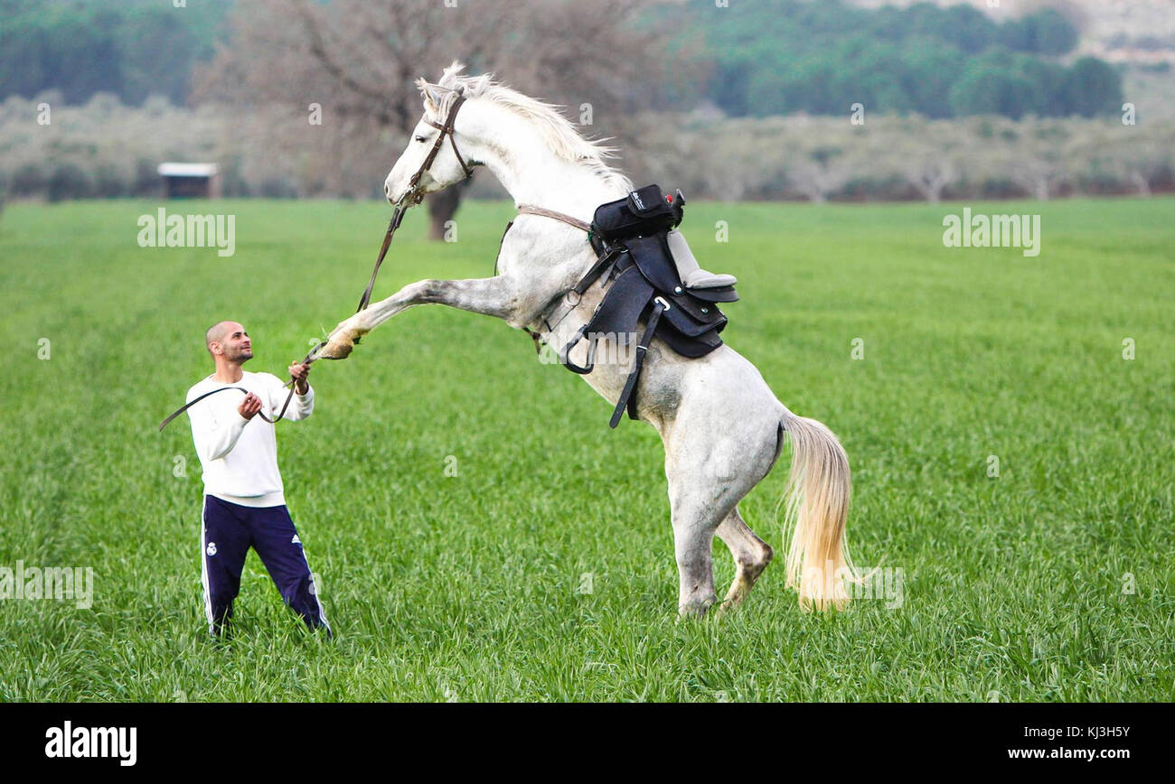 Israele 49192 animali selvatici e piante di Israele Foto Stock