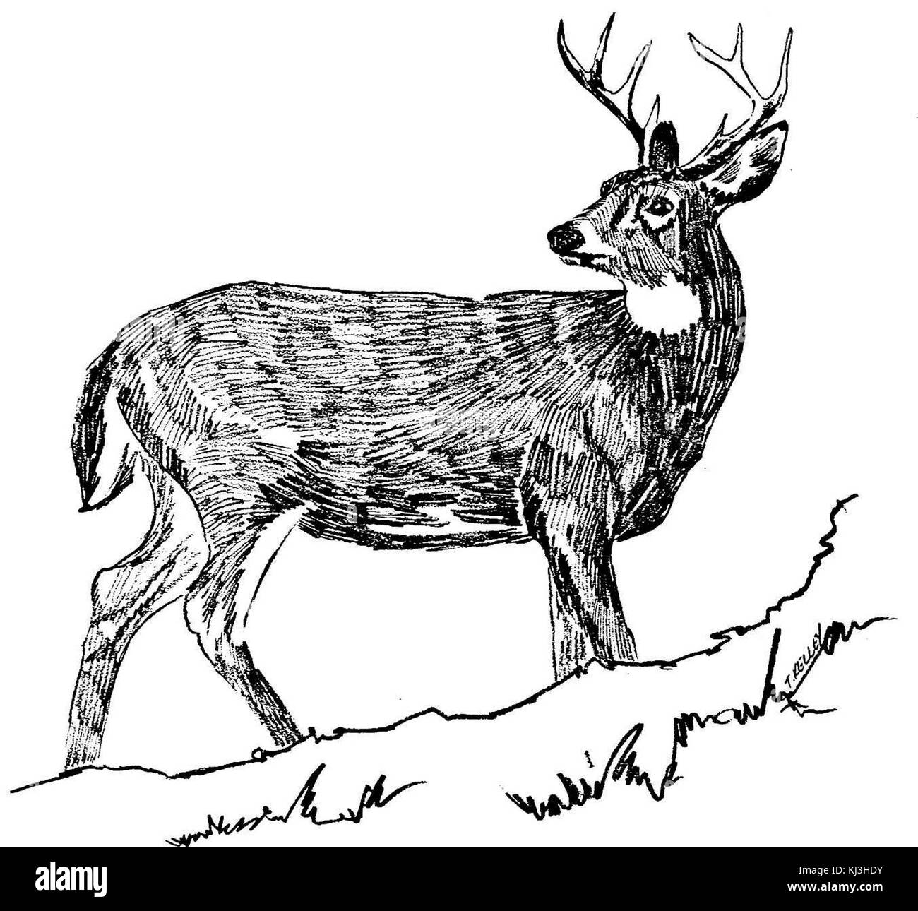 White Tailed Deer in bianco e nero la linea arte disegno Foto Stock