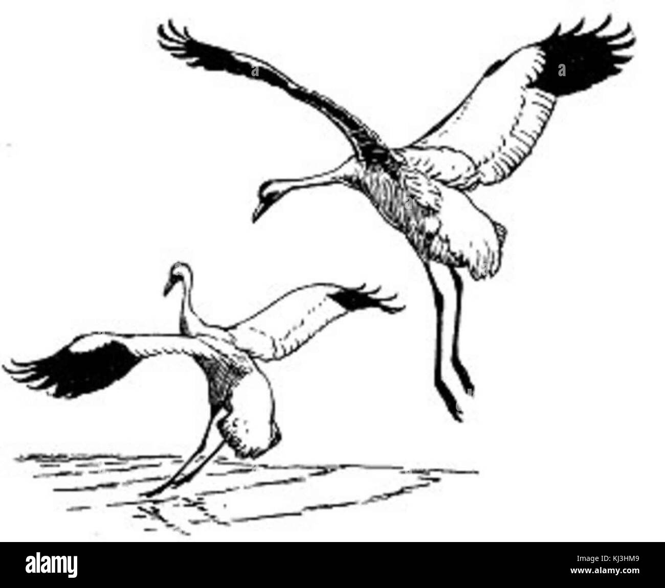 Gru convulsa illustrazione degli uccelli Foto Stock