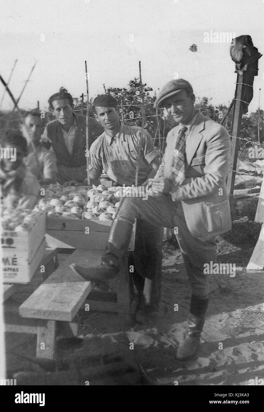 Israele 50364 arance di imballaggio Foto Stock