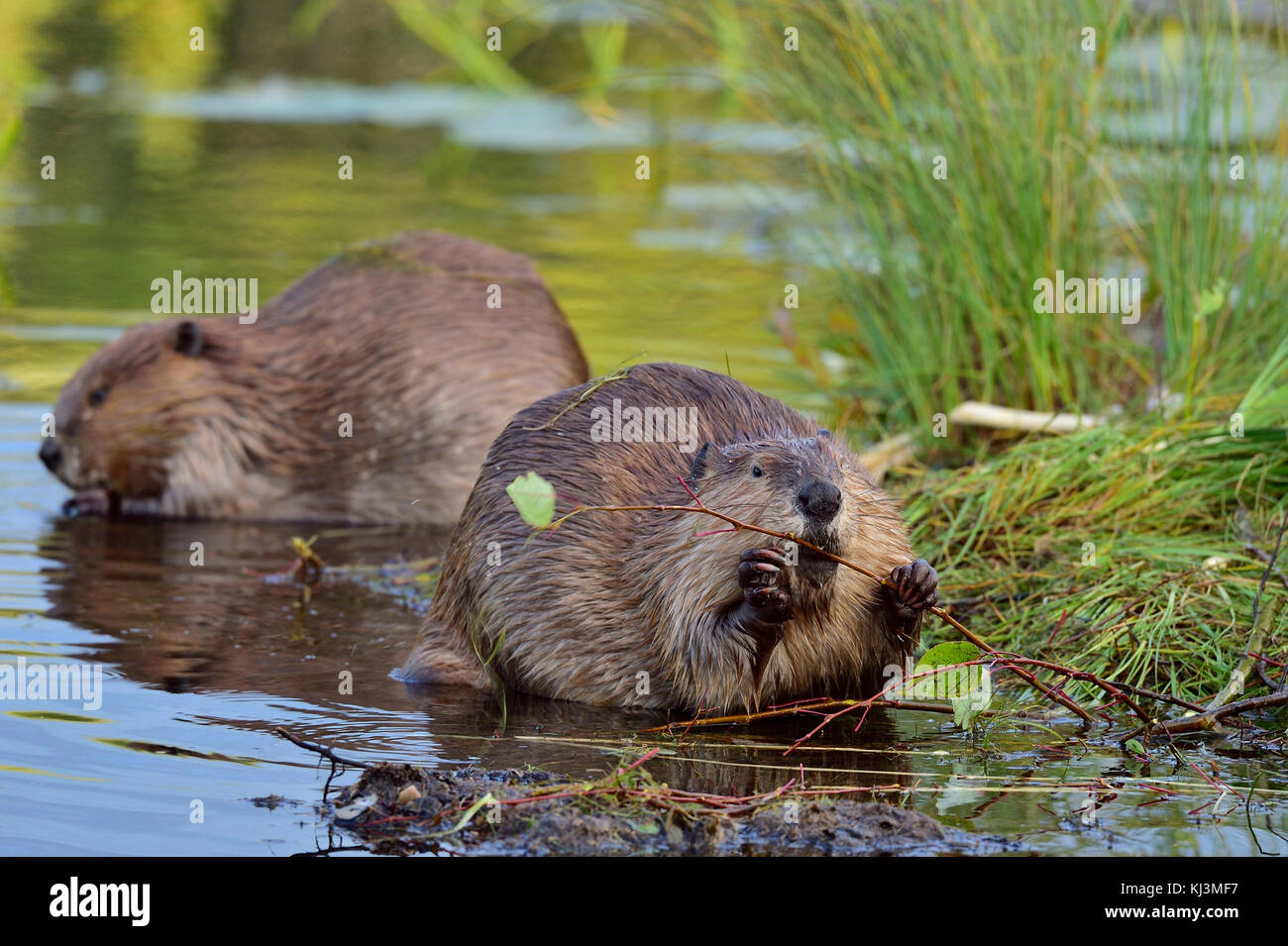 Wild castori (Castor canadensis); alimentazione su aspen rami in riva al lago di Maxwell a Hinton Alberta Canada. Foto Stock