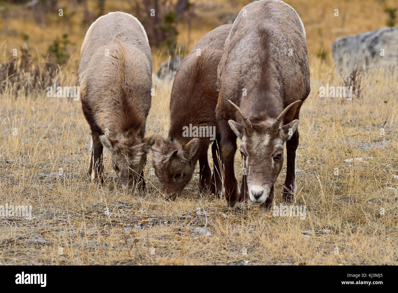 Una madre Bighorn e due bambini (Ovis canadensis) alimentazione su alcuni erba secca nel Parco Nazionale di Jasper Alberta, Canada. Foto Stock