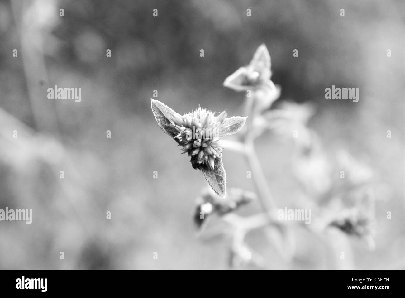 Luz, vida y ser Foto Stock
