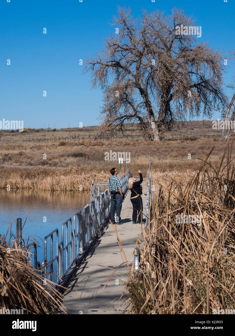 Visitatori attraversare un ponte sul lago Ladora Loop Trail, autunno, Rocky Mountain Arsenal National Wildlife Refuge, Commerce City, Colorado. Foto Stock